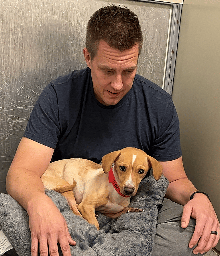 sitting with dogs honey